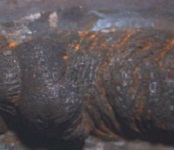 Detail gecorrodeerde leiding